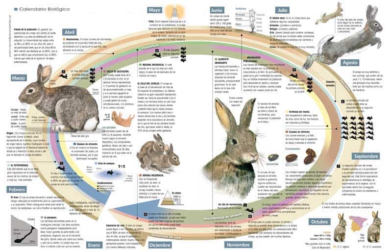 conejo en distintas etapas