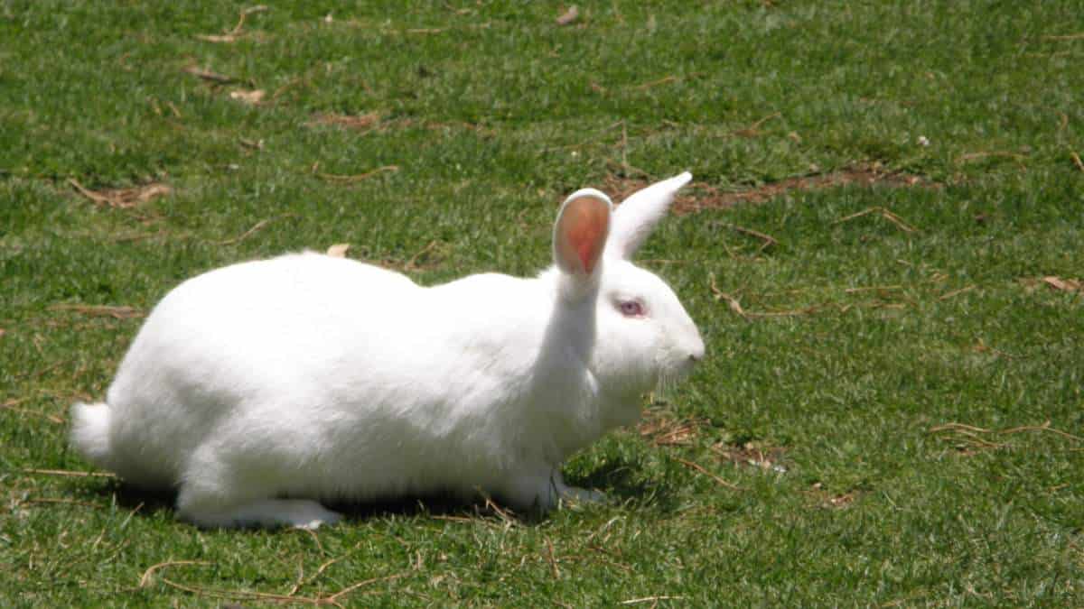 conejos al aire libre