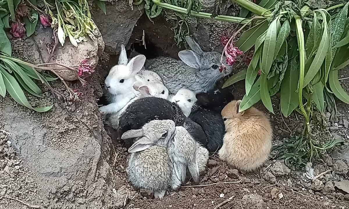 conejos y sus crias