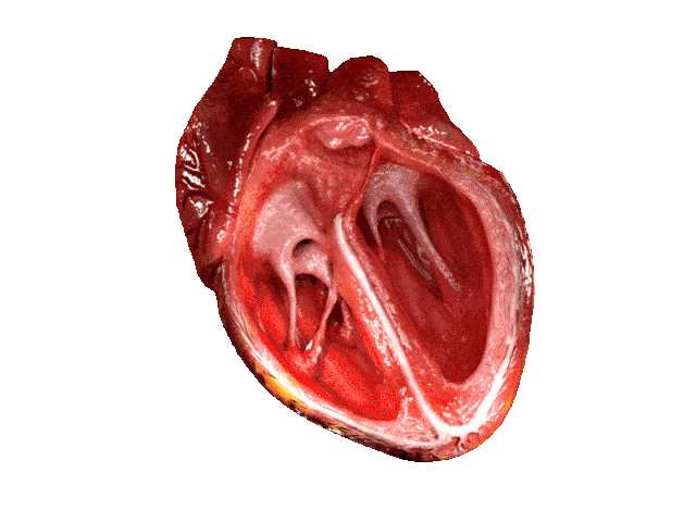 corazon humano