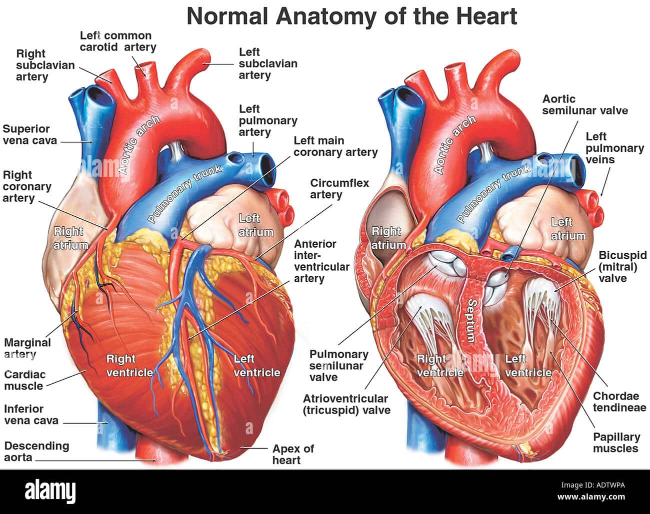 corazon realista con anatomia
