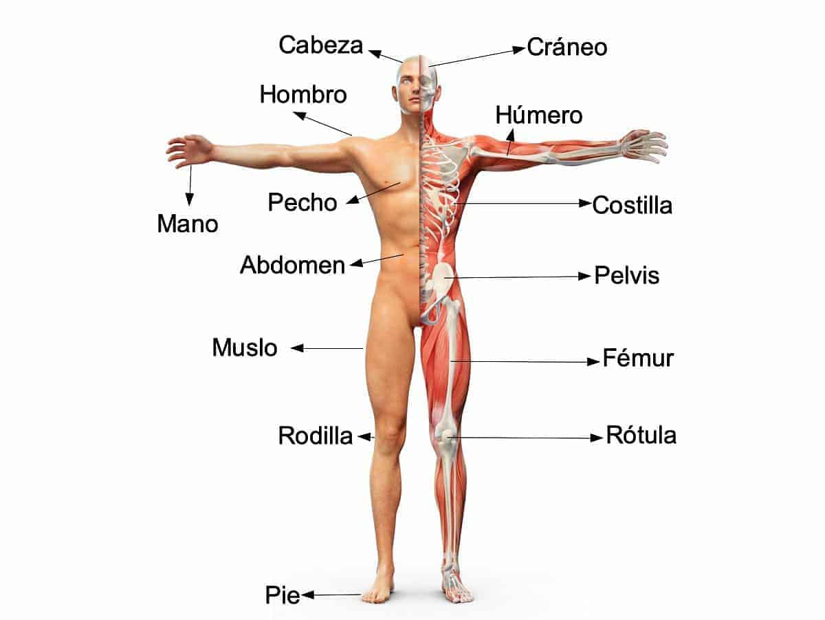 cuerpo humano