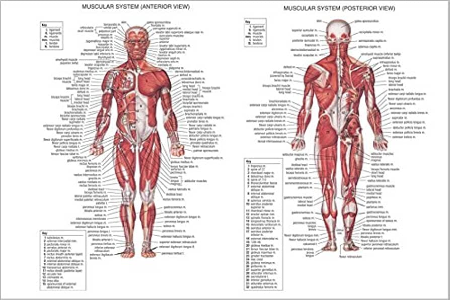 cuerpo masculino detallado