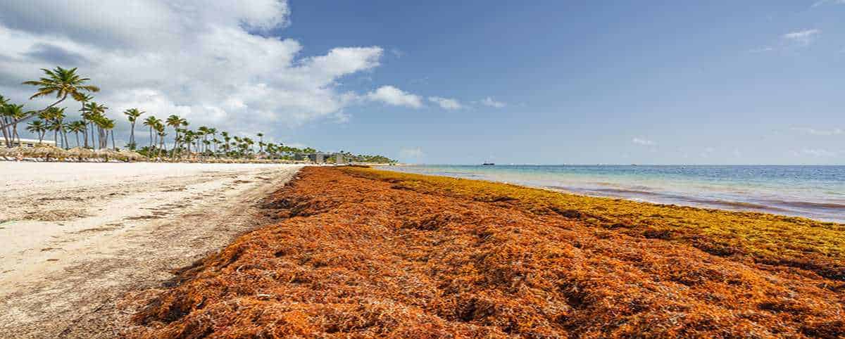 Combate el Sargazo: Soluciones efectivas para limpiar las playas