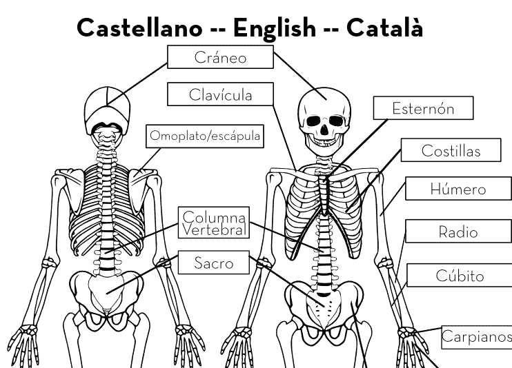 esqueleto humano en pdf