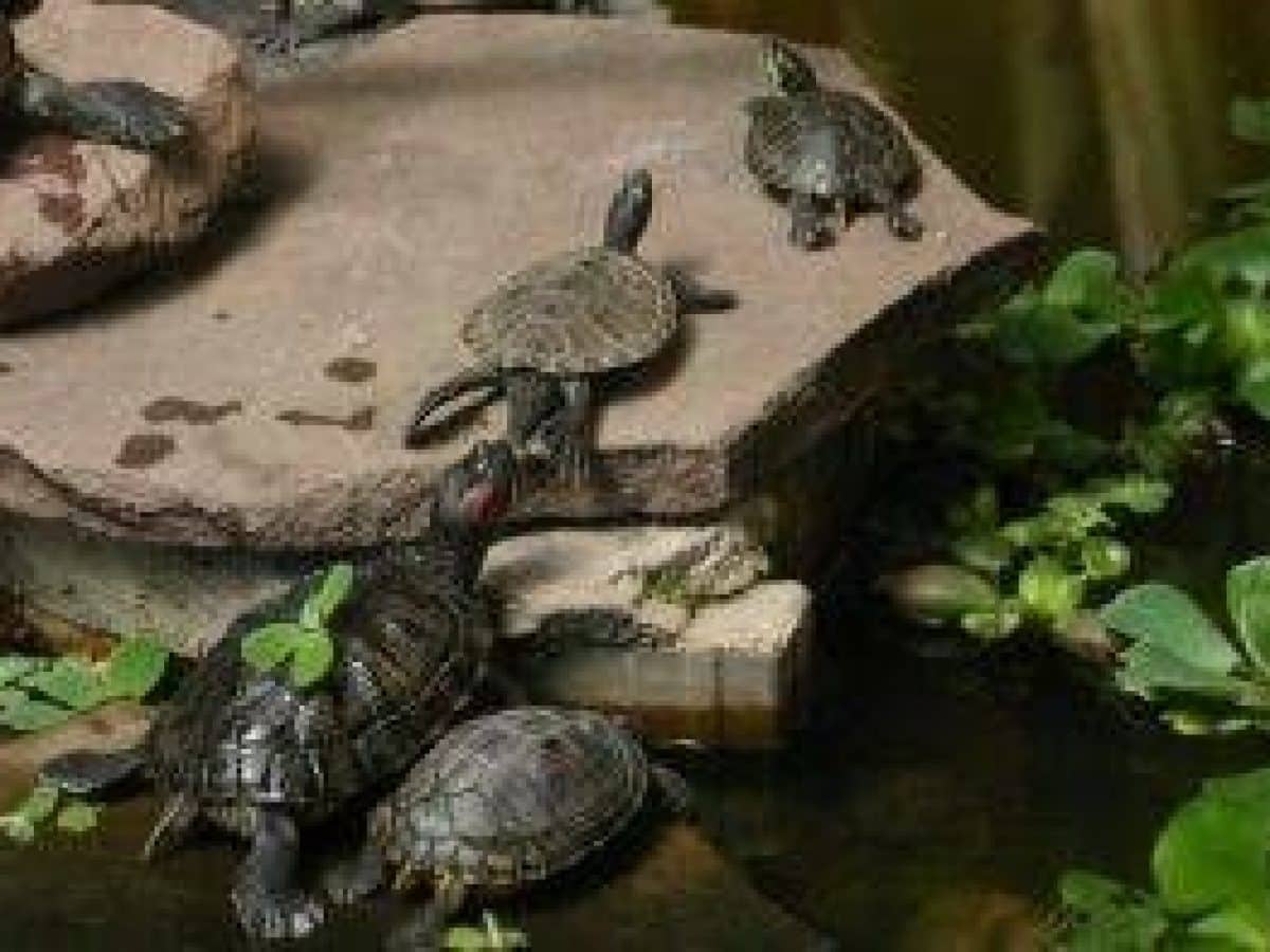 estanque con tortugas