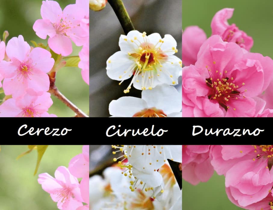 flores de cerezo y durazno