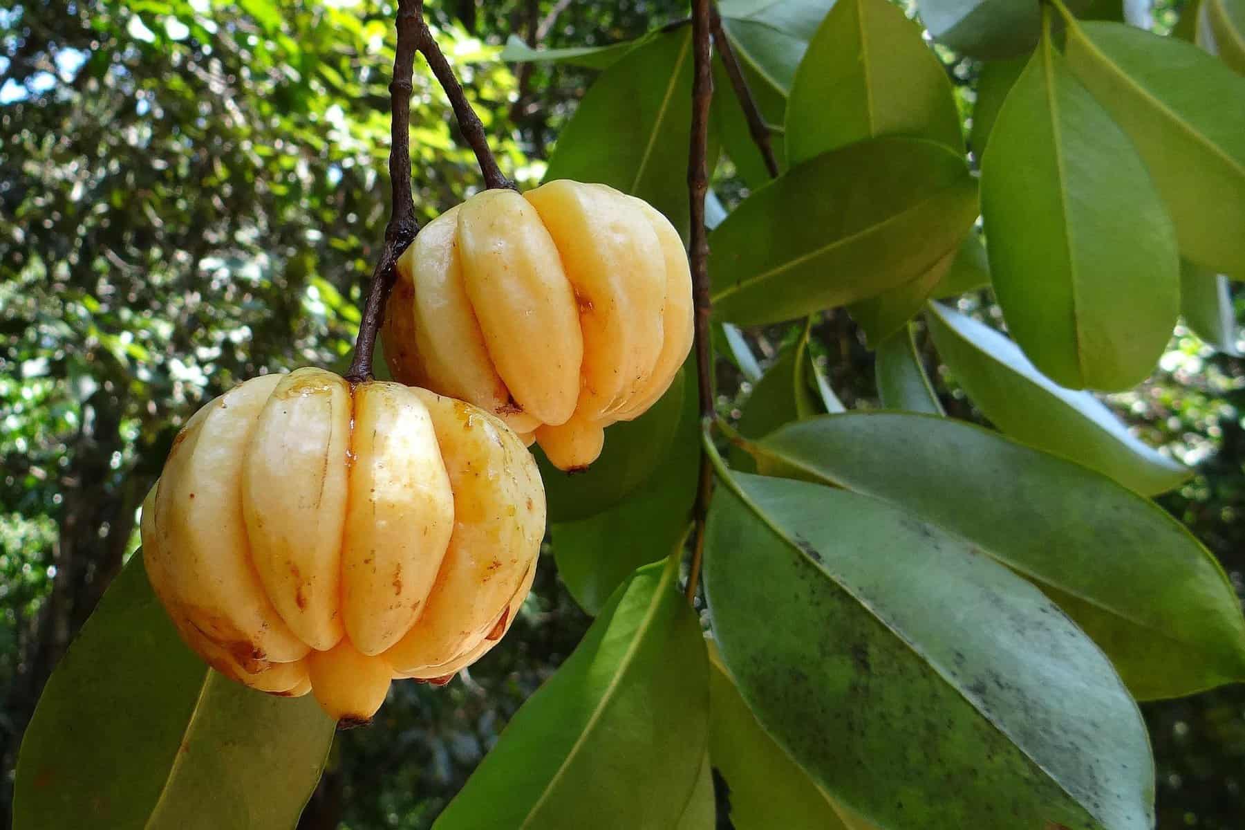 fruta garcinia cambogia