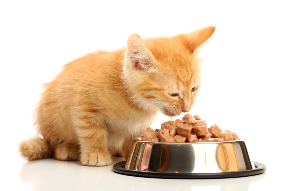 gato comiendo alimento saludable