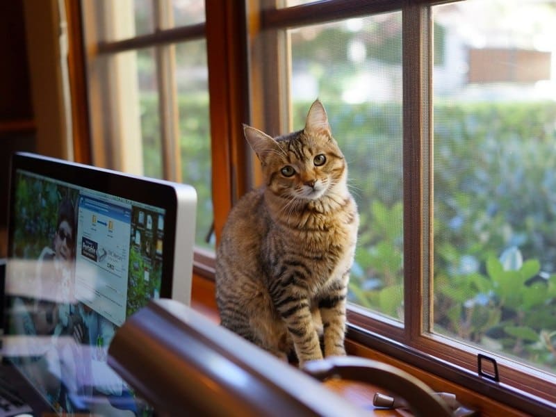 gato en ambiente limpio