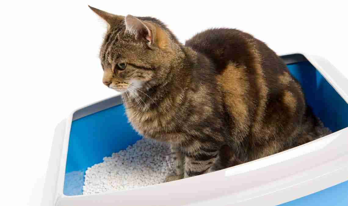 Cómo limpiar el arenero de mi gato - 5 pasos