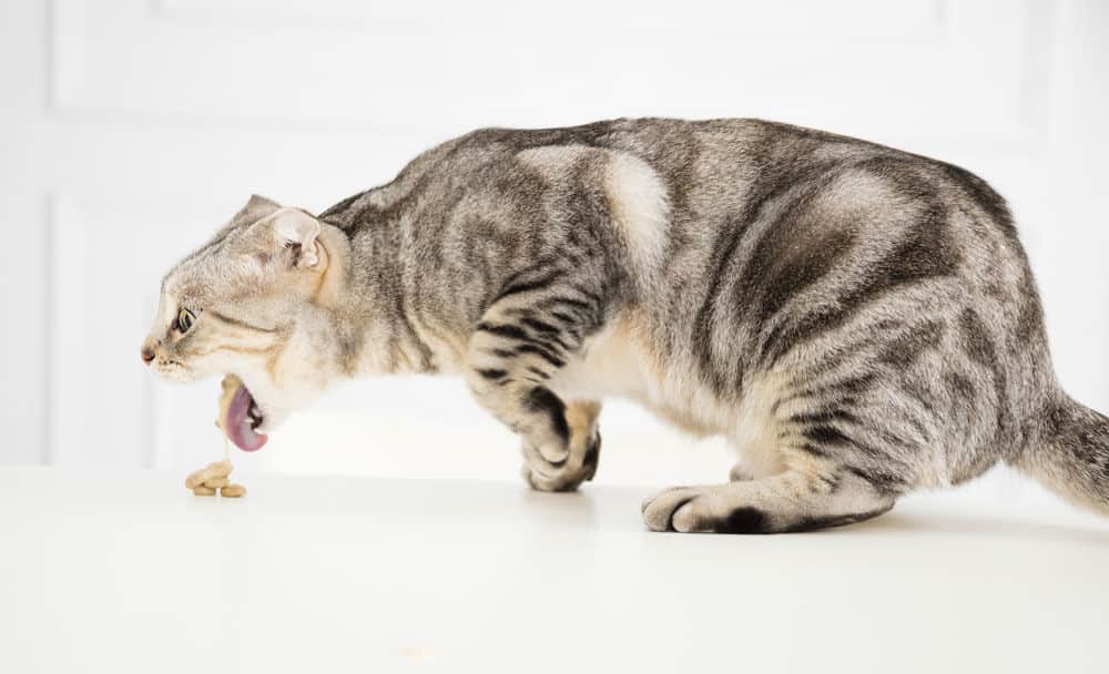 gato vomitando