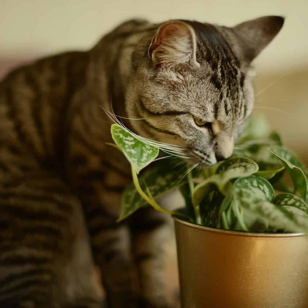 gato y plantas