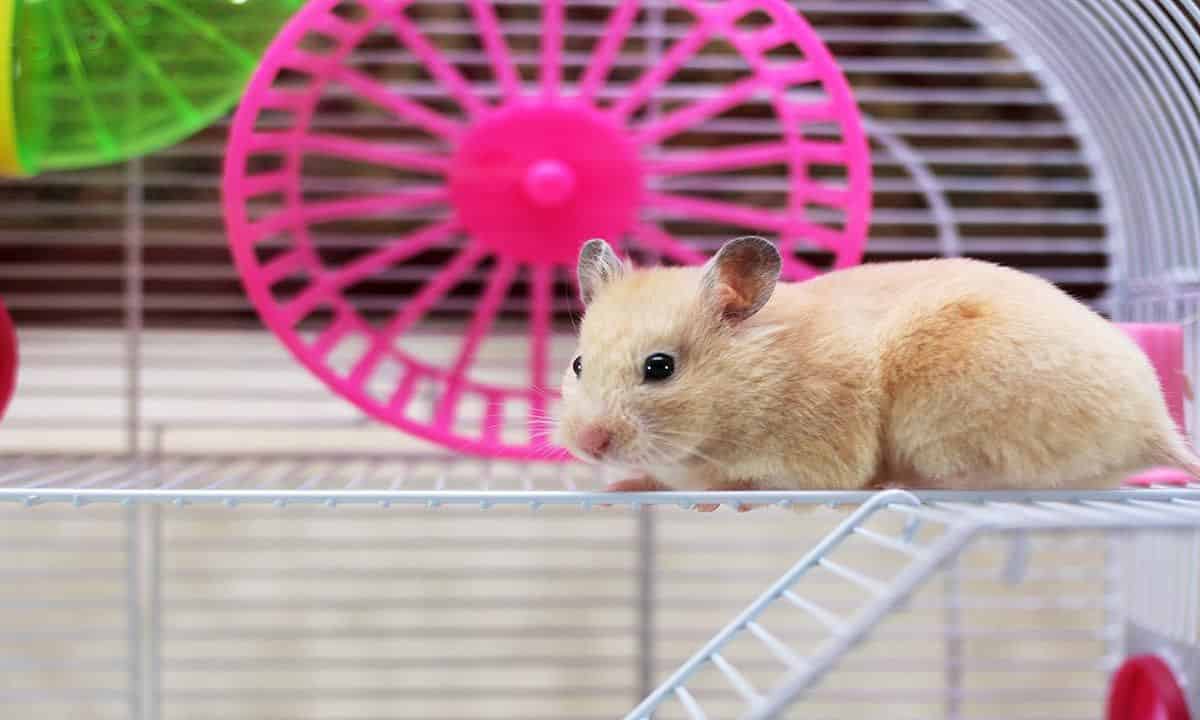 hamster en su jaula