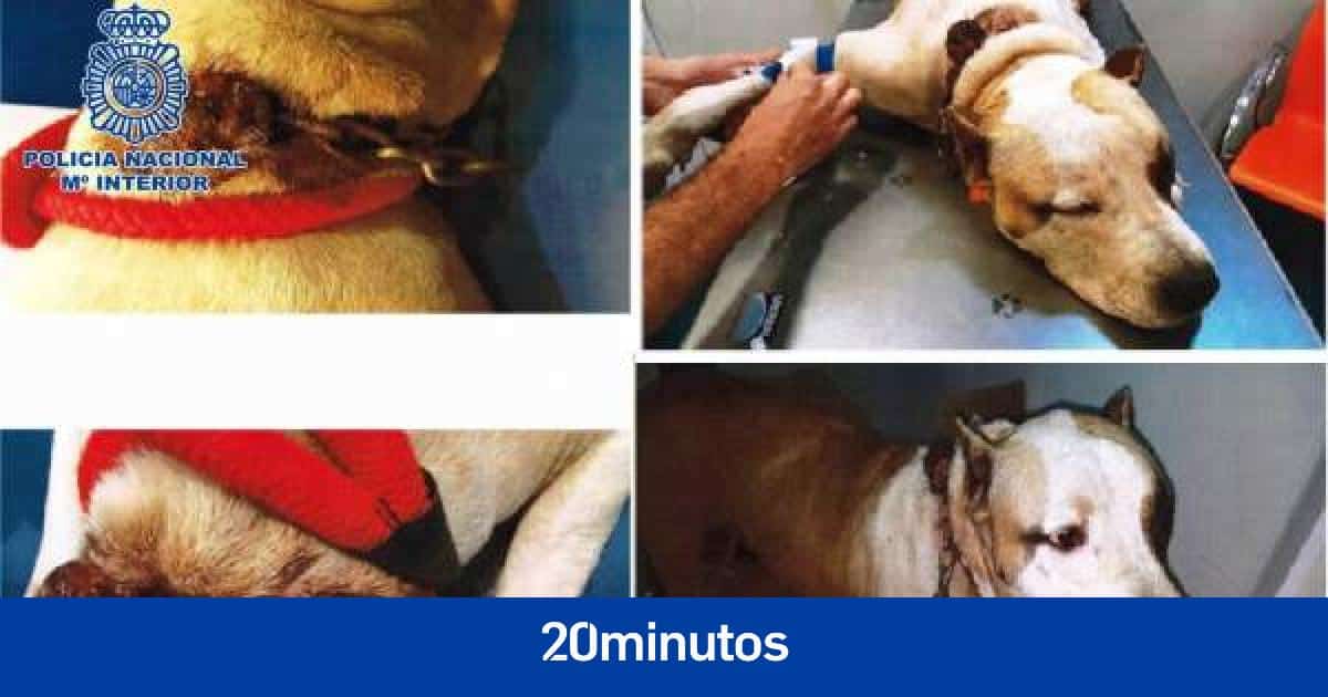 herida en perro detenida