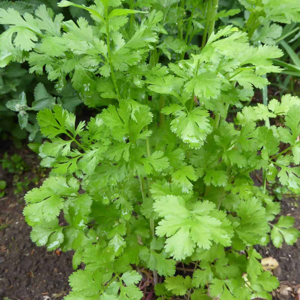 hierba de cilantro