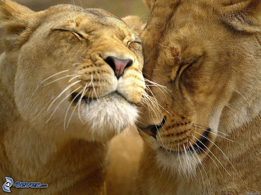 leon y amor