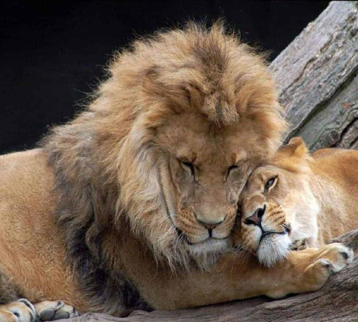 leona enamorada
