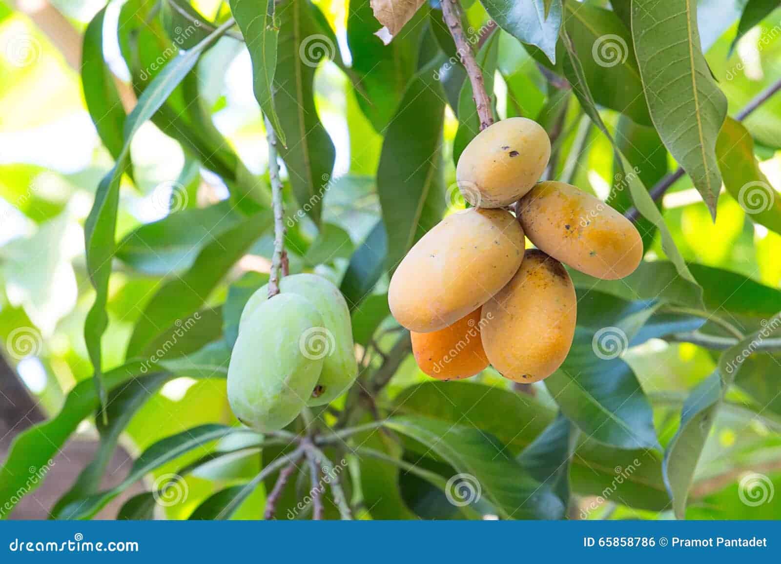 mango maduro en arbol