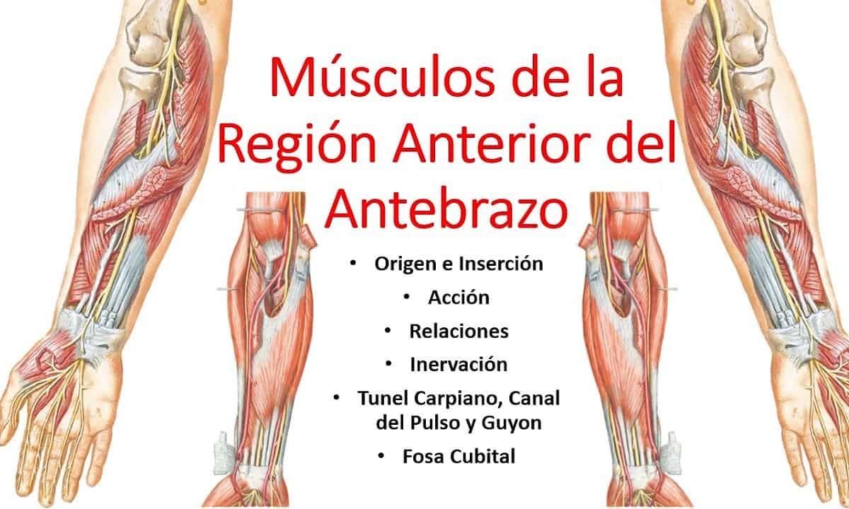 musculos del antebrazo