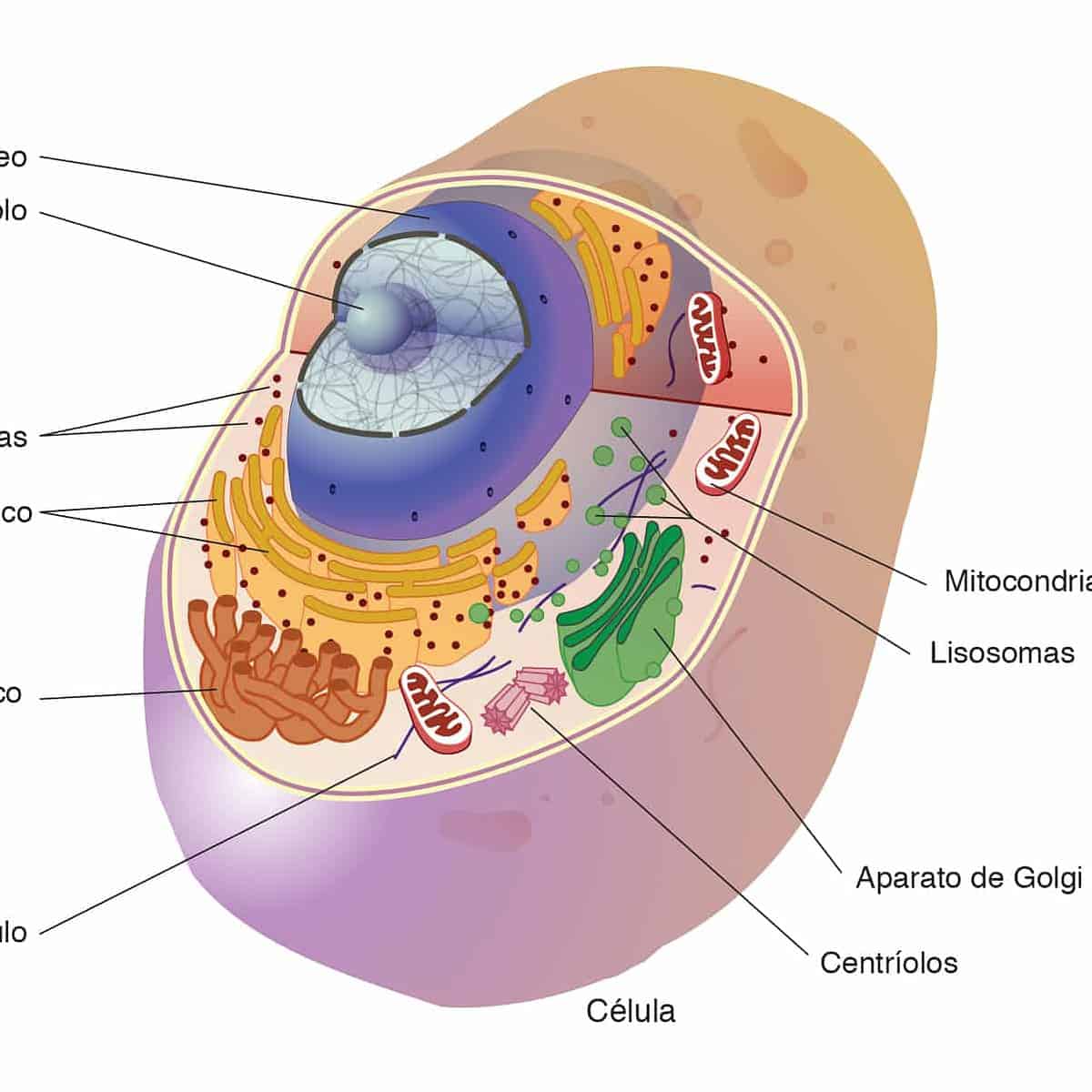 organelos celulares
