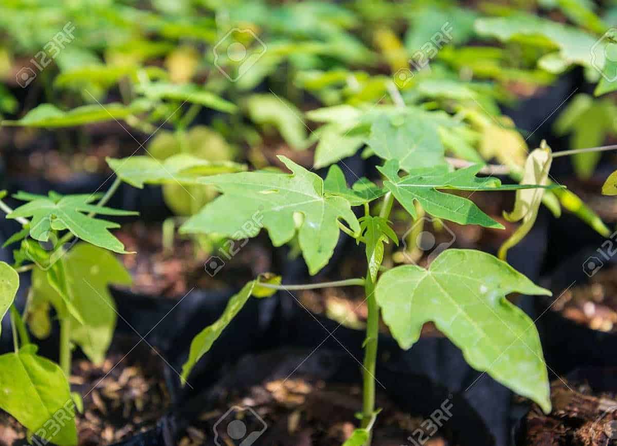 papaya en crecimiento