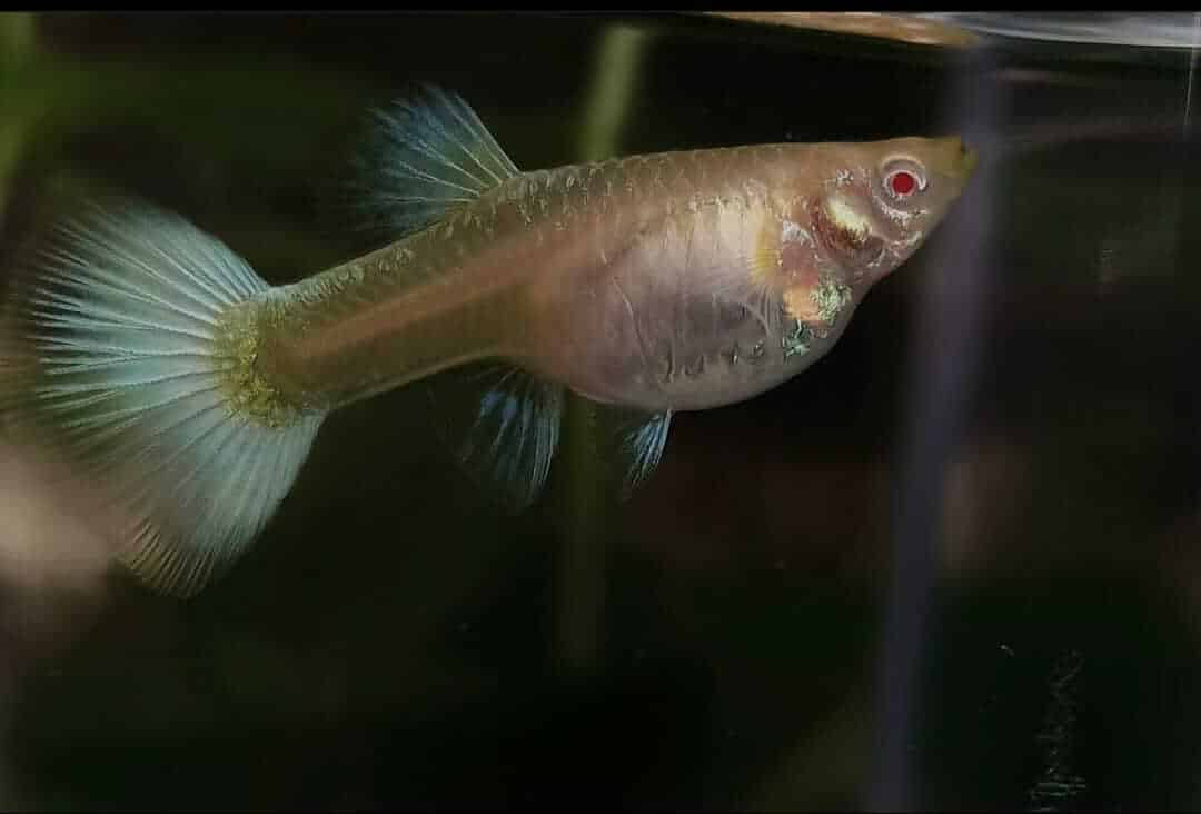peces guppy embarazados