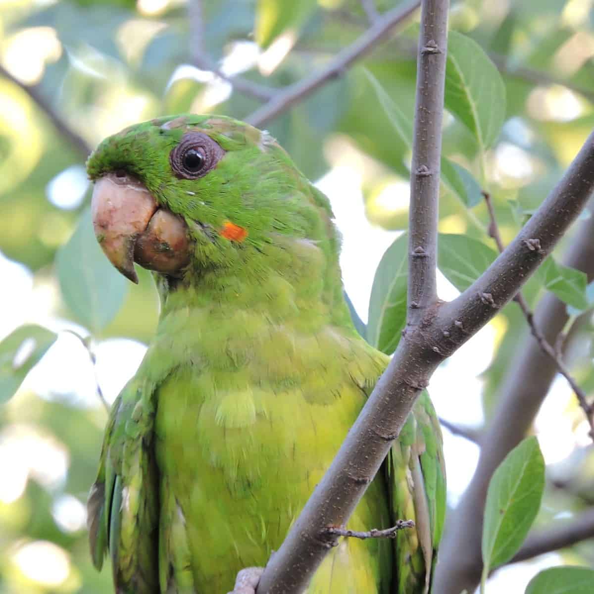 perico verde