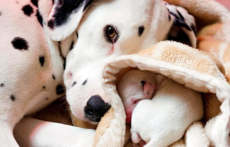 perra y cachorros