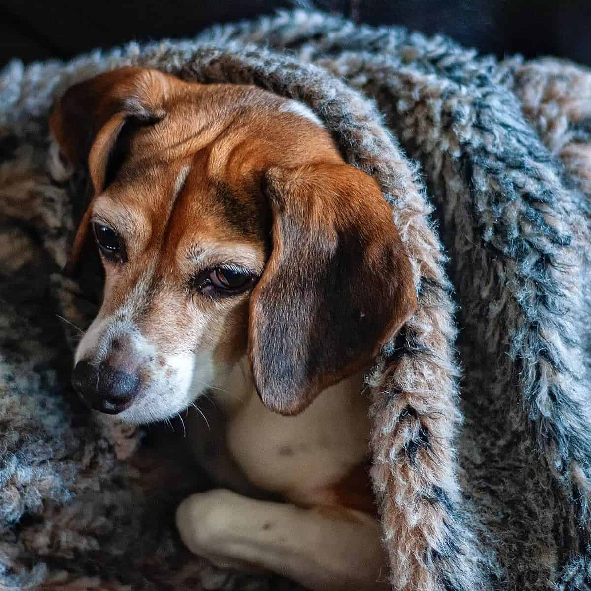 perro abrigado en casa