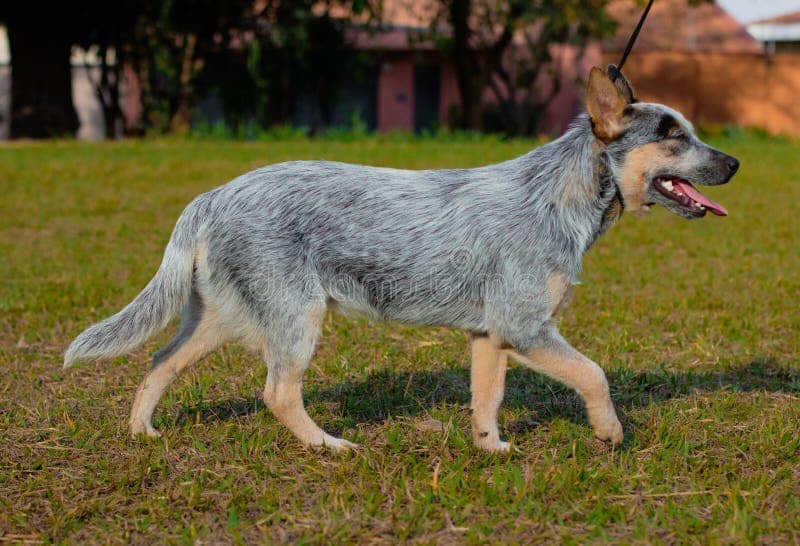 perro blue heeler entrenando