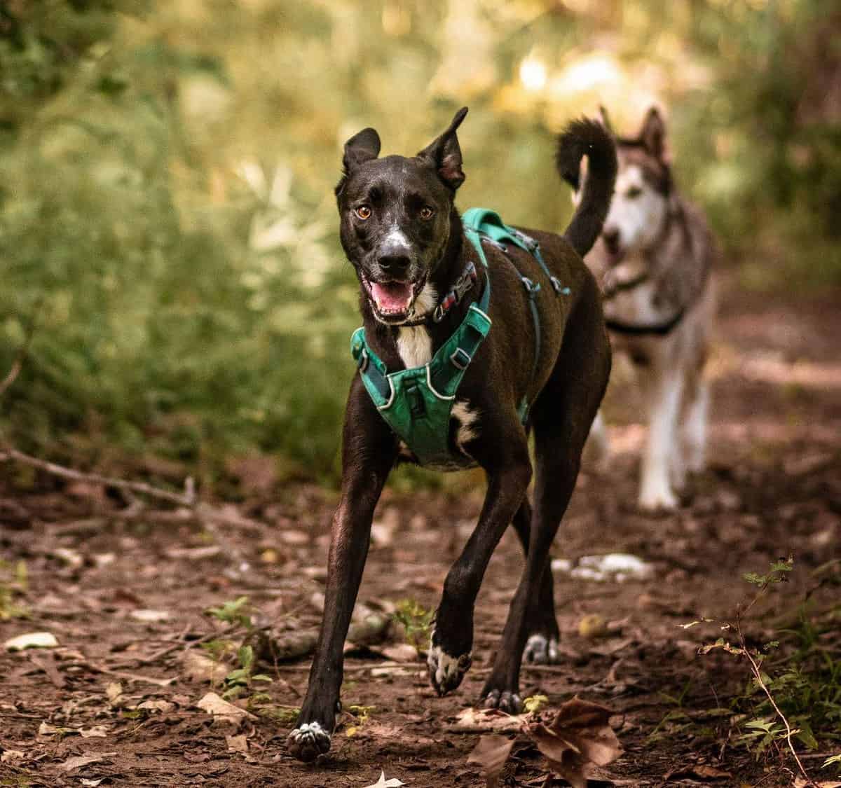 perro con pechera adecuada