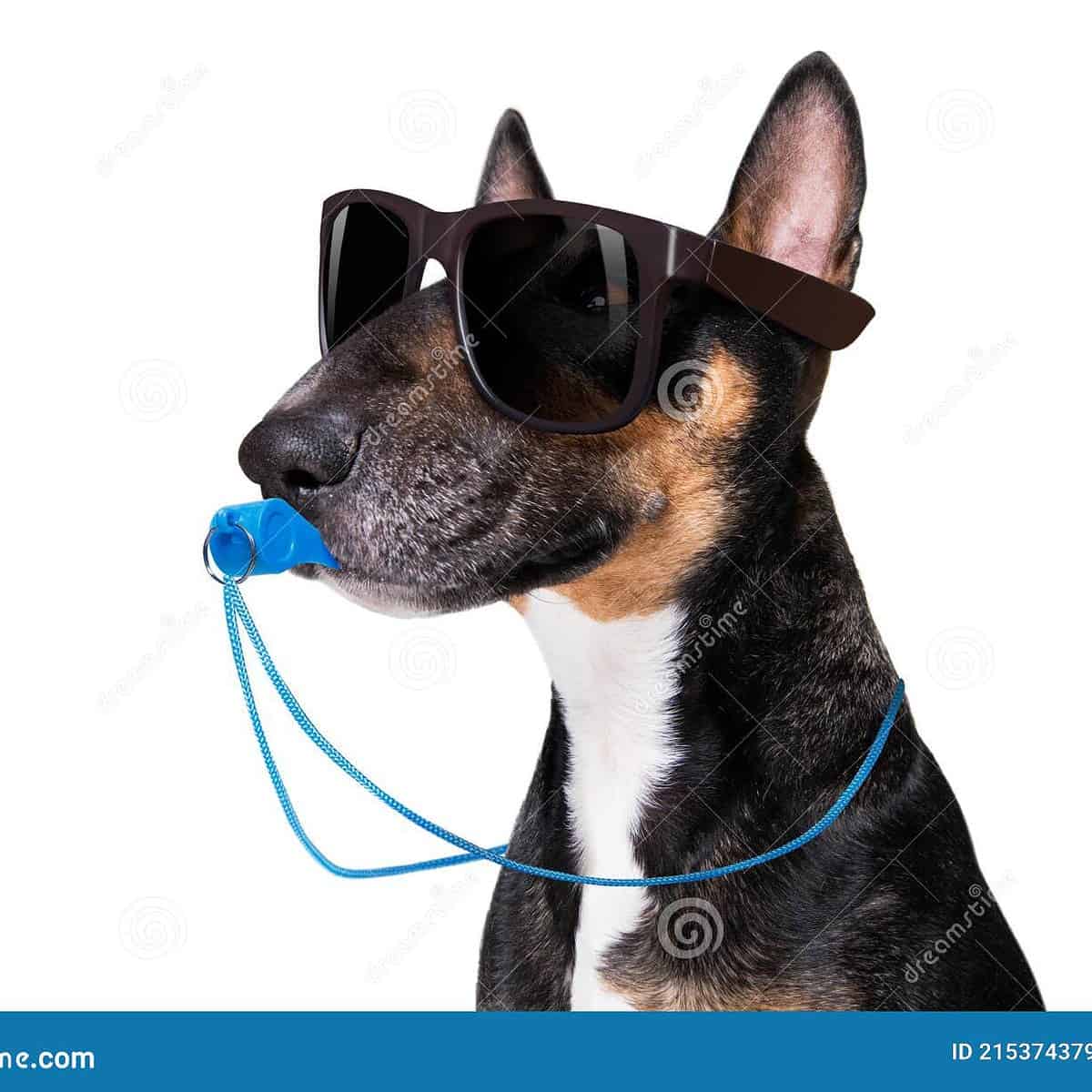 Descubre la utilidad de los silbatos para perros en su entrenamiento y  comunicación