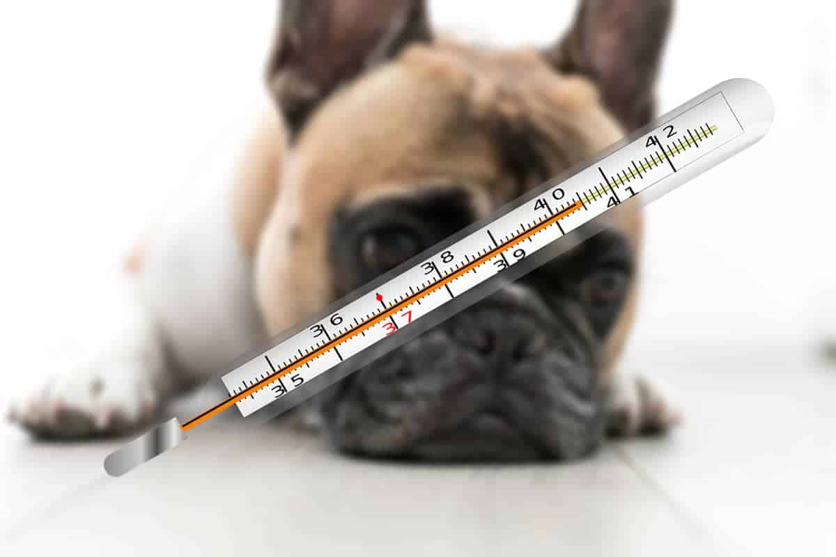 perro con sintomas de fiebre