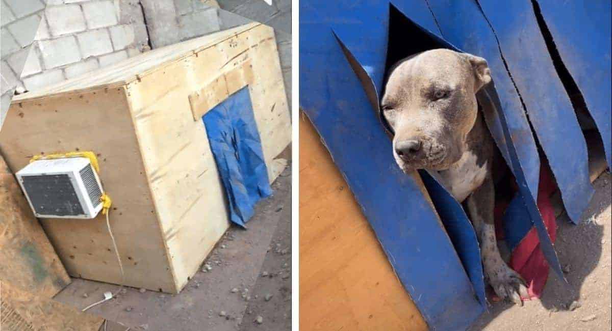 perro en casa construida