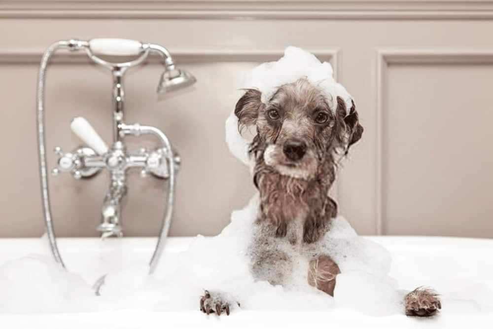 perro en el bano