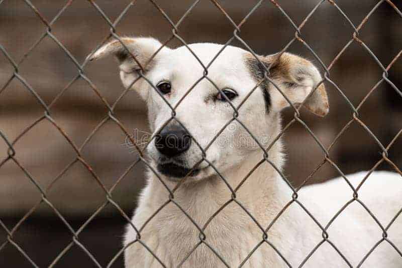 perro en refugio casero