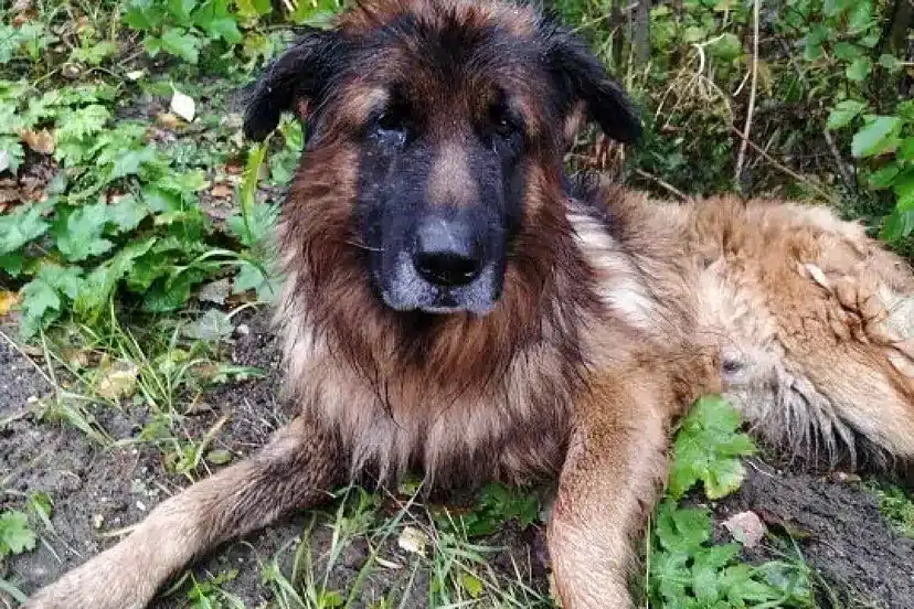 perro enterrado en su tumba