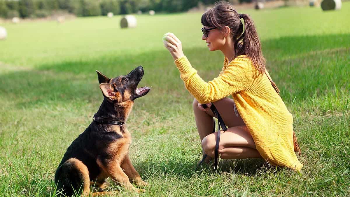 perro pastor aleman cachorro entrenando