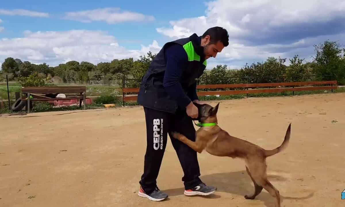 perro pastor belga entrenando