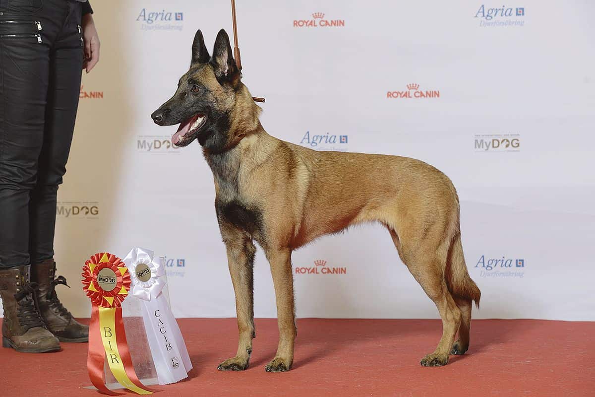 perro pastor belga malinois