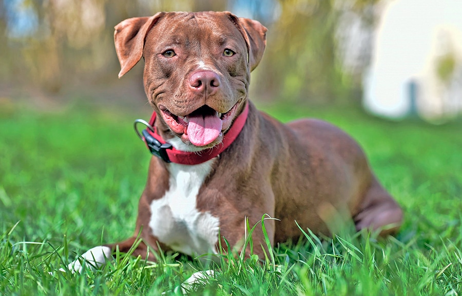 perro pitbull de raza pura