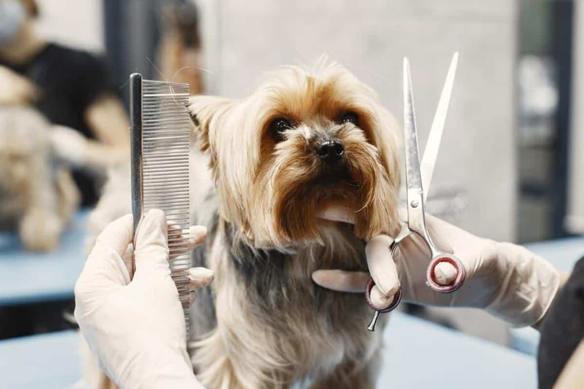 perro siendo cortado adecuadamente