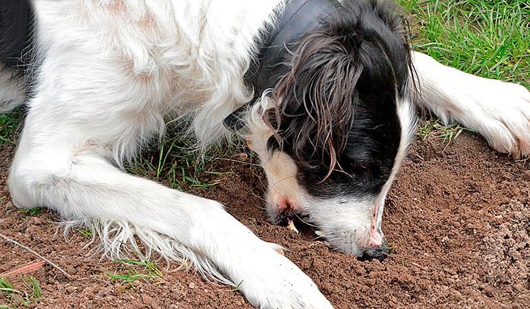 perro sin comer tierra