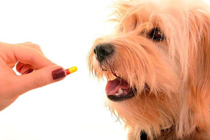 perro tomando pastillas