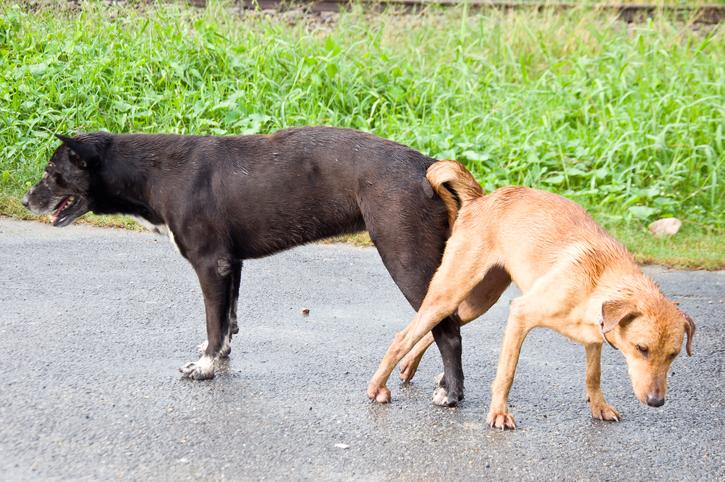 perros apareandose 1