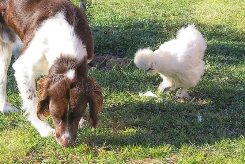 perros y gallinas juntos