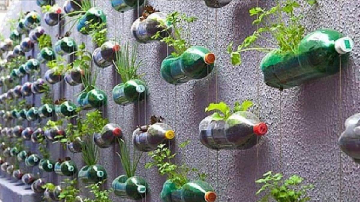 plantas en botellas