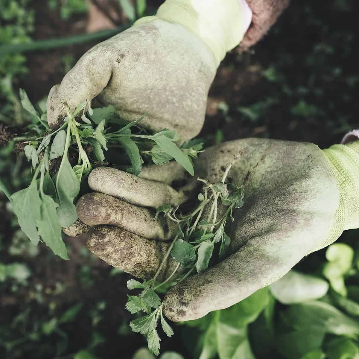 plantas saludables en suelo acido