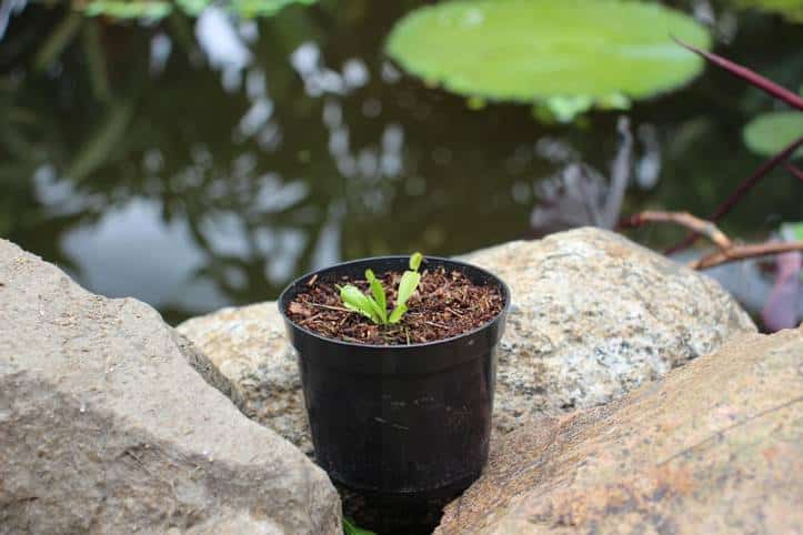 plantas venus atrapamoscas bebe